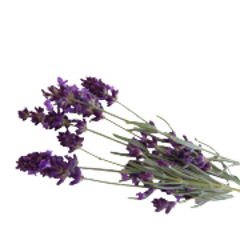 pianta lavanda vera sito 240x180ns